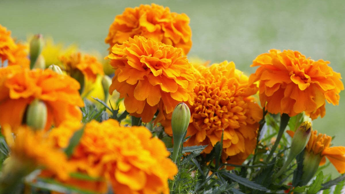 Quelle Fleur Représente le Mois d’Octobre ?