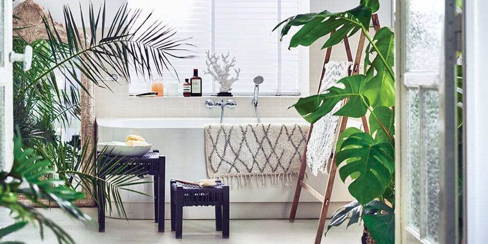 Quelle plante choisir pour une salle de bain ? Guide Complet