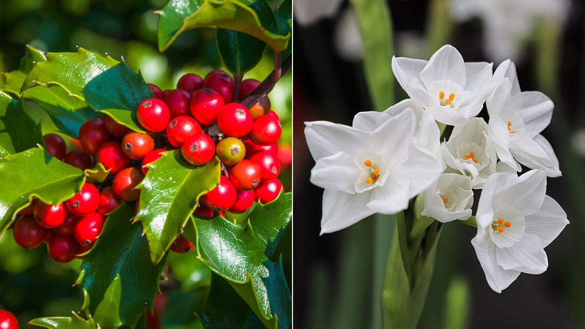 Quelles Fleurs Fleurissent En Décembre ?