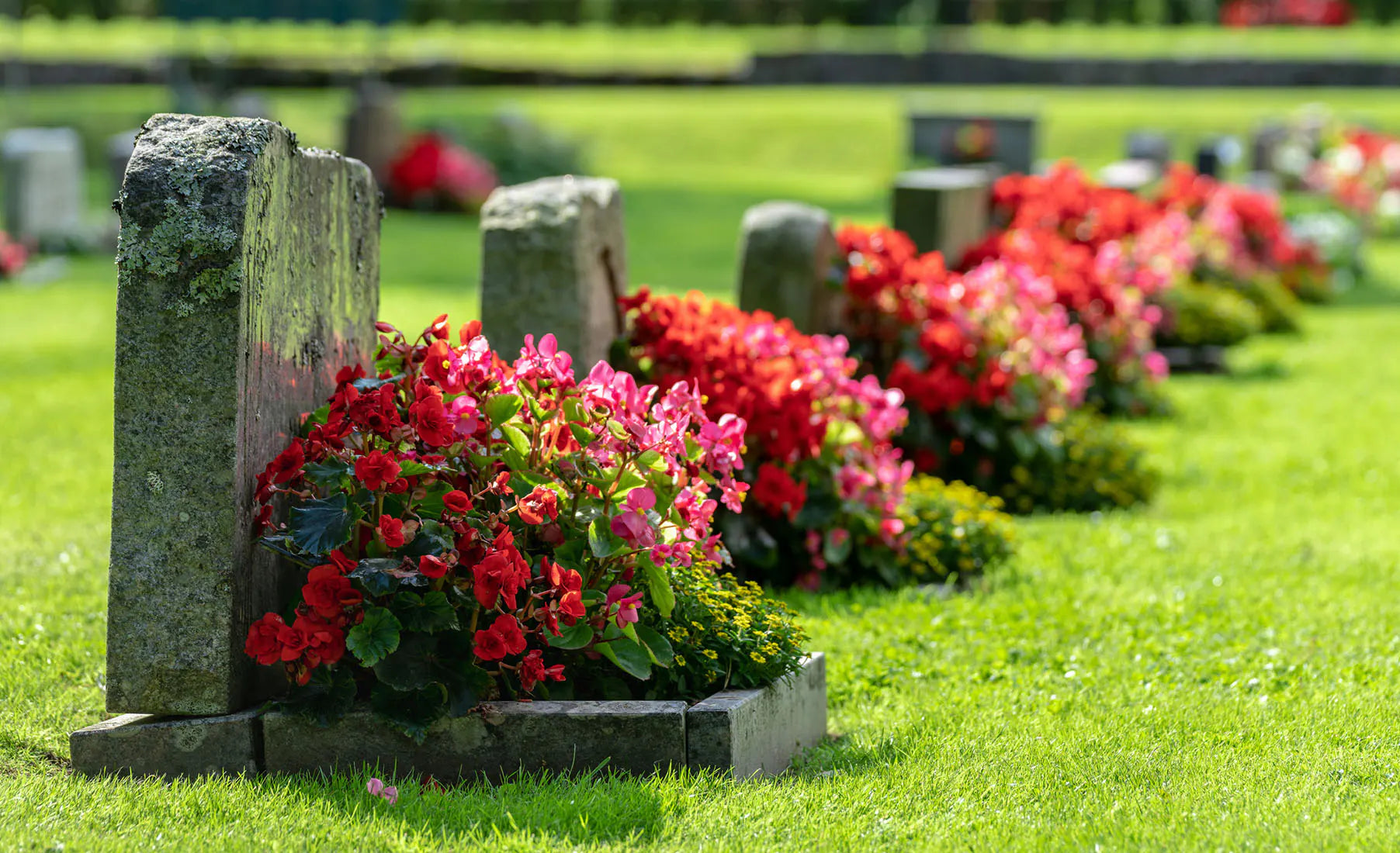 Quelles fleurs mettre sur une tombe : Honorer un être cher