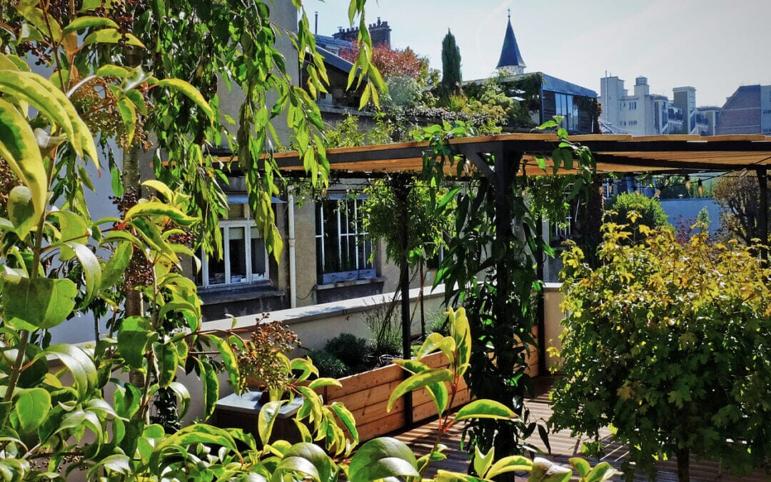 Quelles Plantes pour un Balcon Plein Sud ? Nos conseils d'expert