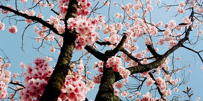 Cherry Blossom Meaning: Symbolism and Spirituality 