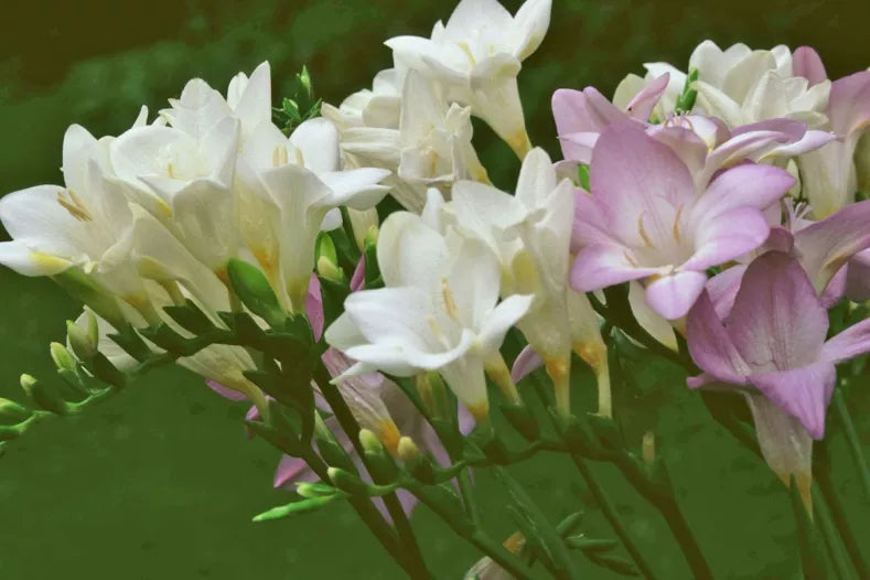 Signification de la Freesia : Une Fleur Remplie de Symbolisme