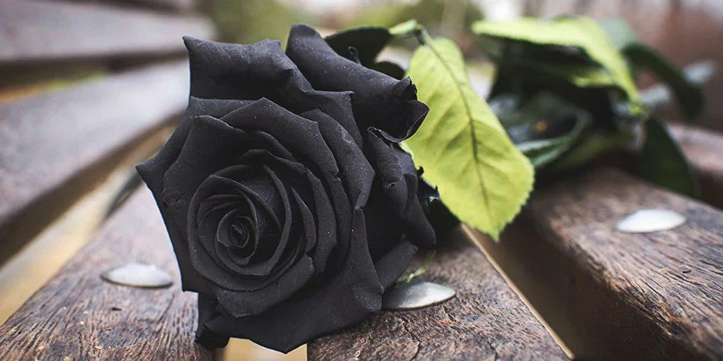 Signification de la Rose Noire, Symbolisme et Origine Mystérieuse