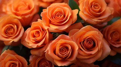 Orange Rose Meaning: Radiance, Desire and Enthusiasm