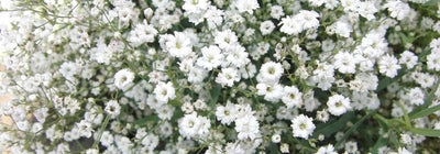 Significado de Gypsophila: símbolo de gentileza y pureza