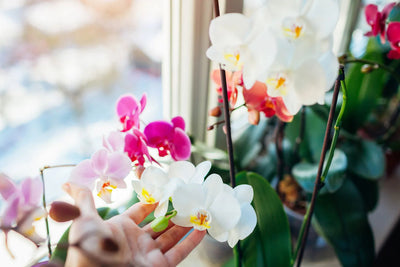 Sublimez Votre Décoration avec des Orchidées Artificielles : Élégance Intemporelle