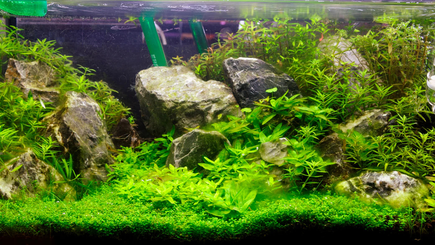 Tendance Aquarium : Choisir les bonnes Plantes Artificielles