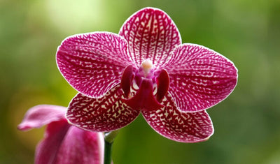 Everything You Need to Know About Orchids: A Complete Guide 