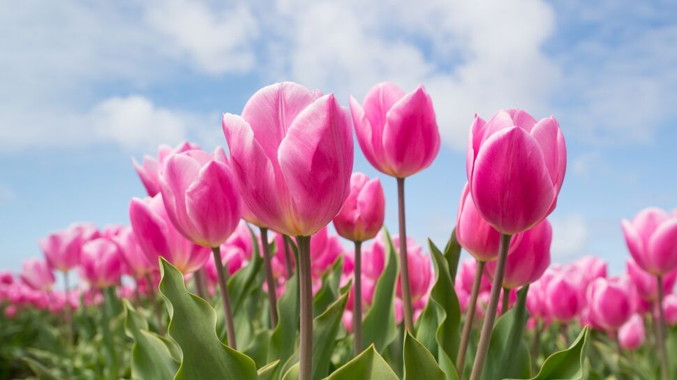 Le Symbole de la Tulipe : Signification, Histoire et Utilisation d'une Fleur Éclatante