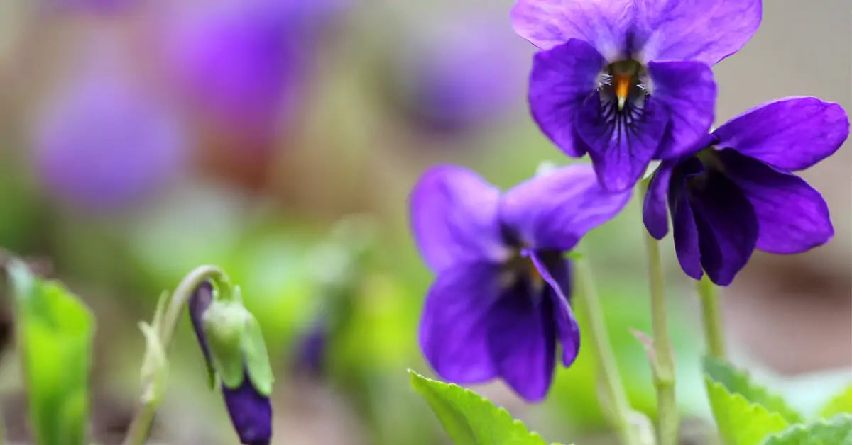 Signification de la Violette : Une Fleur Pleine de Mystère