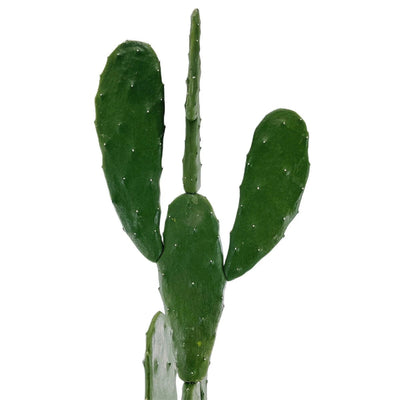 Faux Cactus Extérieur