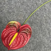 Anthurium artificiel sur tige - 60 cm