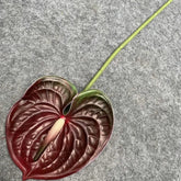 Anthurium artificiel sur tige - 60 cm