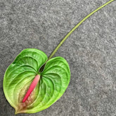 Anthurium artificiel sur tige - 60 cm