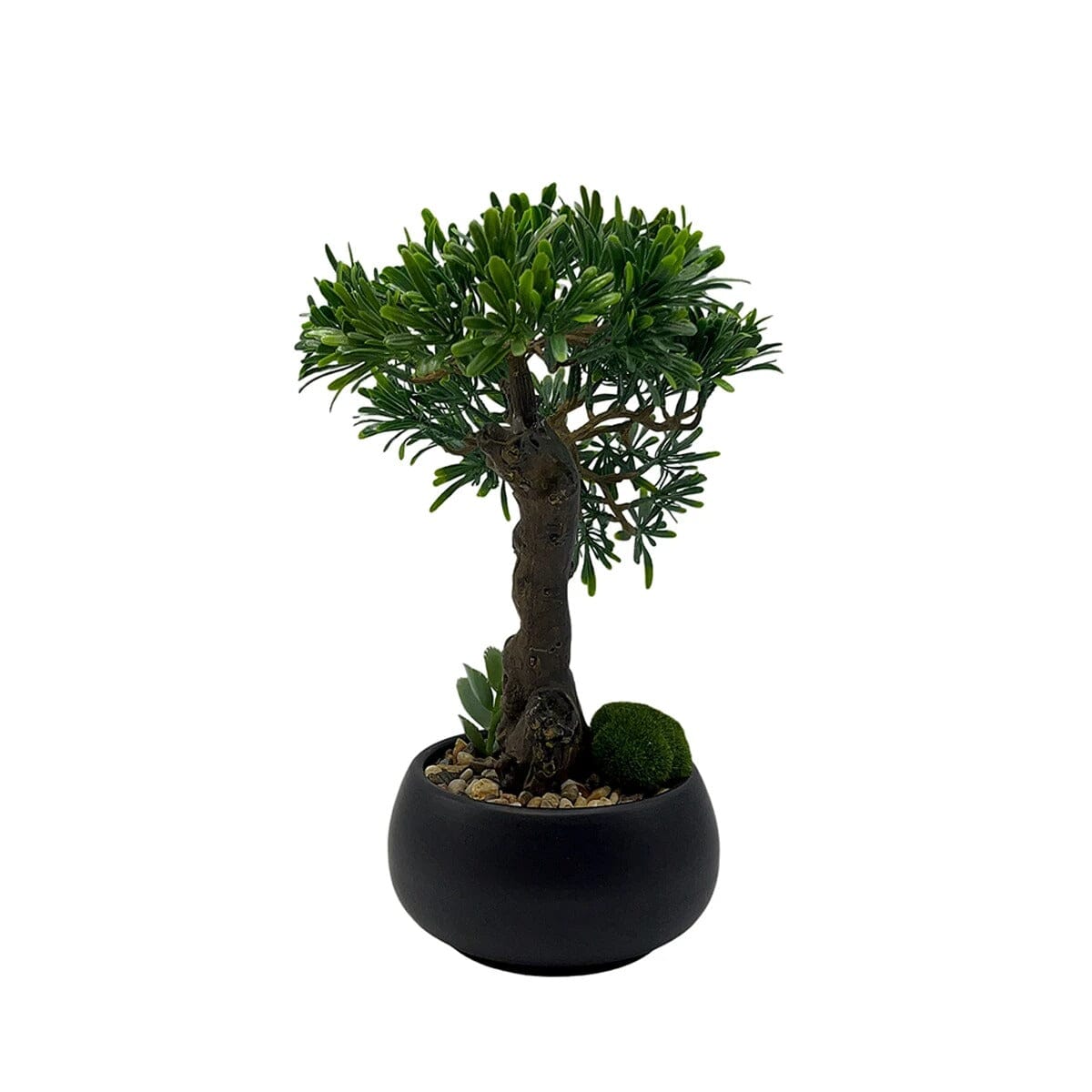 Bonsai Podocarpus artificiel (Pin des bouddhistes)