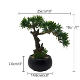 Bonsai Podocarpus artificiel (Pin des bouddhistes)