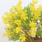 Bouquet de Mimosa Artificiel - 37 cm