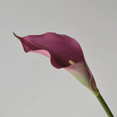 bouquet Lys Calla (Arum) - 5 Tiges - 62 cm