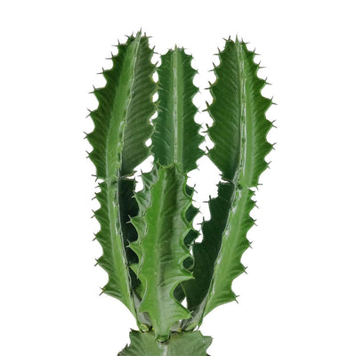 Cactus Artificiel Extérieur et Intérieur Haut de Gamme - 73,66 cm