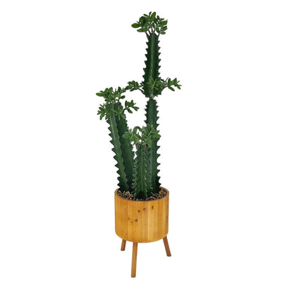 Cactus d'Intérieur Artificiel Haut de Gamme