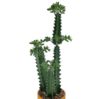 Cactus d'Intérieur Artificiel Haut de Gamme