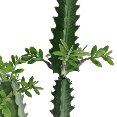 Cactus d'Intérieur Artificiel Haut de Gamme