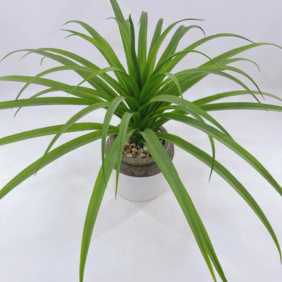 Chlorophytum Artificiel Haut de Gamme en Pot