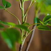 Ficus Artificiel (Branche)