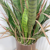 Plante Serpent (Sansevieria) Artificielle Haut de Gamme