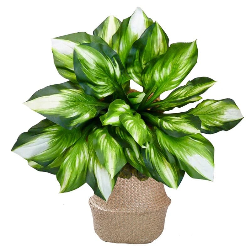 Dieffenbachia Artificiel - 50 cm