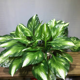 Dieffenbachia Artificiel - 50 cm