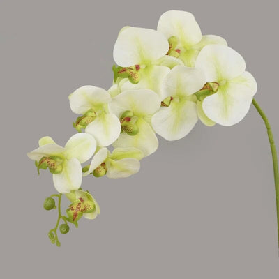 Fausse Orchidée Phalaenopsis - 100 cm (Grand Format)