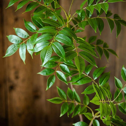 Ficus Artificiel (Branche)