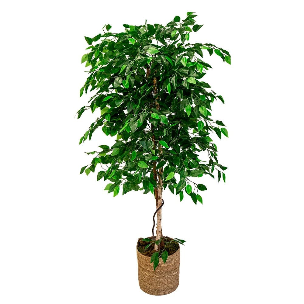 Ficus Artificiel en Pot - 100 cm / 180 cm