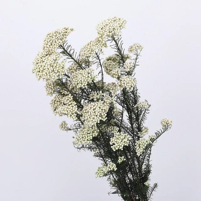 Fleurs Séchées Gypsophile