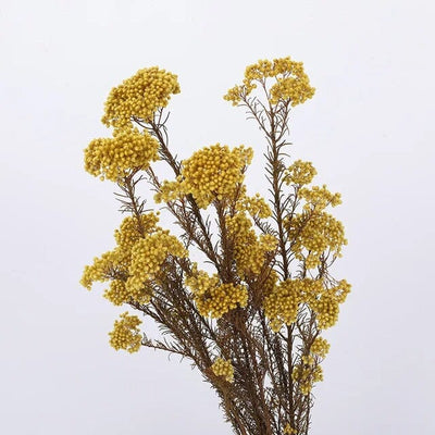 Fleurs Séchées Gypsophile