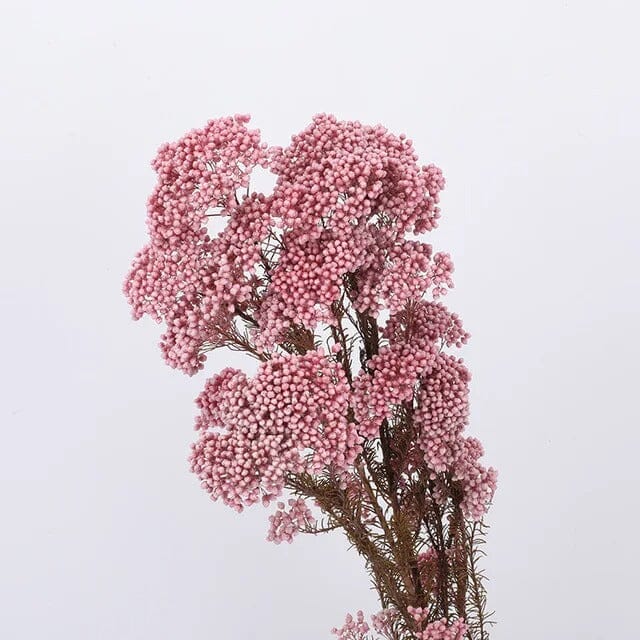 Fleurs Séchées Gypsophile