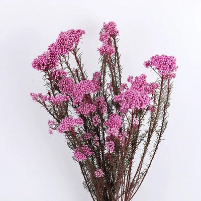 Fleurs Séchées Gypsophile