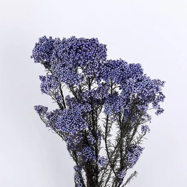 Fleurs Séchées Gypsophile