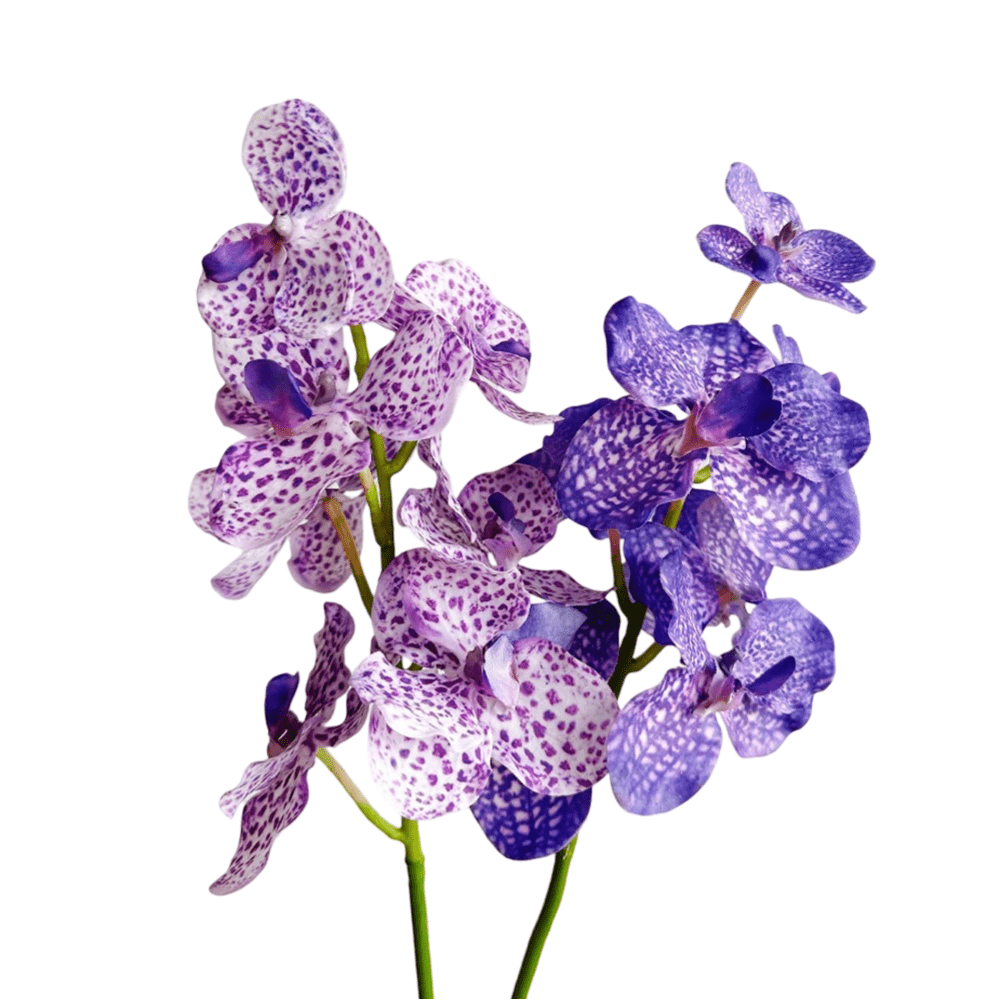 Grande Orchidée Artificielle Haut de Gamme - 55 cm