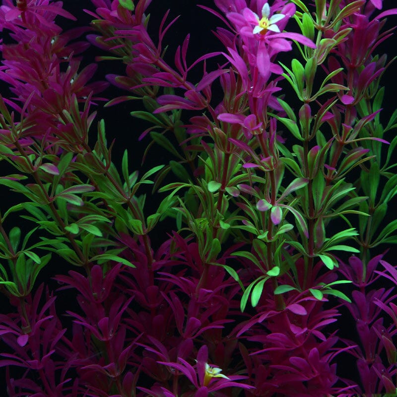 Grande Plante Aquarium Artificielle Verte et Violette