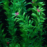 Grande Plante Artificielle Aquarium avec Fleurs