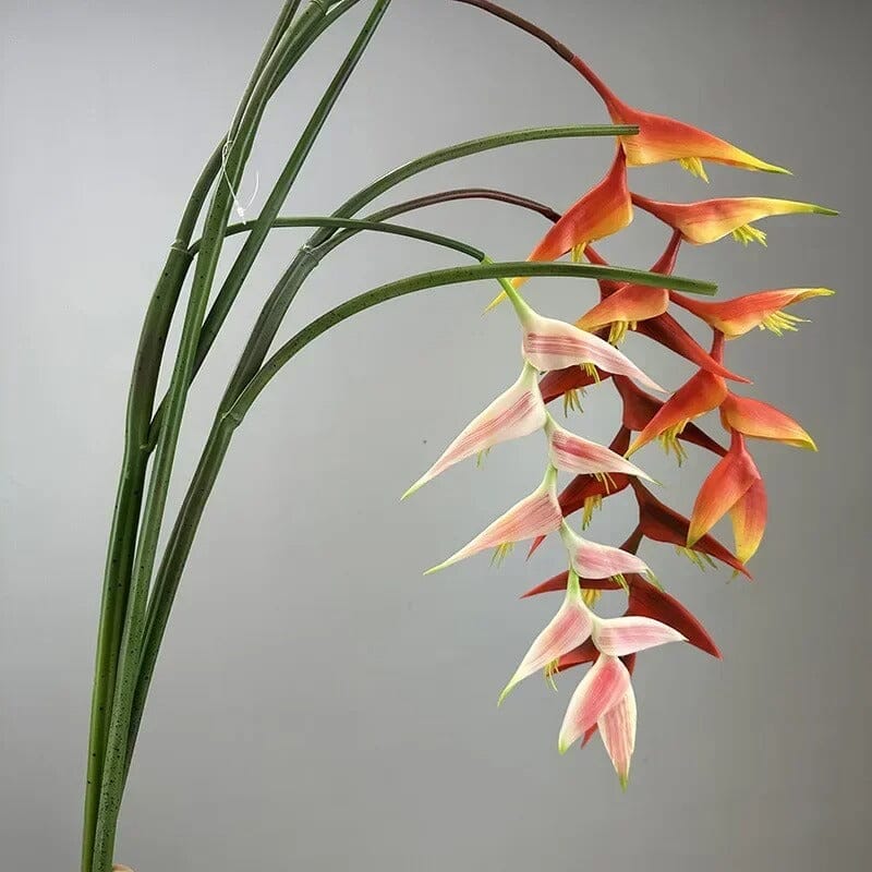 Heliconia Bec de Perroquet Haut de Gamme - 94 cm