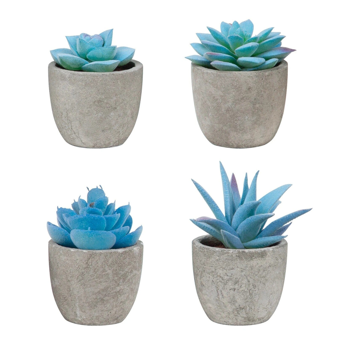 Lot Mini Succulentes - Par 4