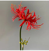 Lycoris Artificiel (Lys Araignée) - 60 cm