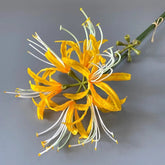 Lycoris Artificiel (Lys Araignée) - 60 cm