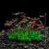 Plante Artificielle Rouge et Verte pour Aquarium - 10cm