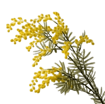 Mimosa Artificiel Haut de Gamme - 86 cm