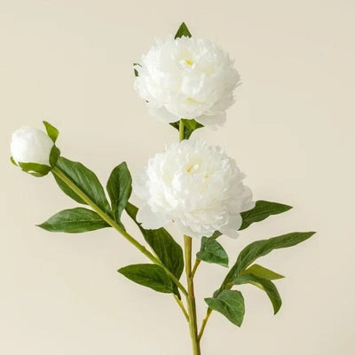 Pivoine Artificielle Blanche - 75 cm